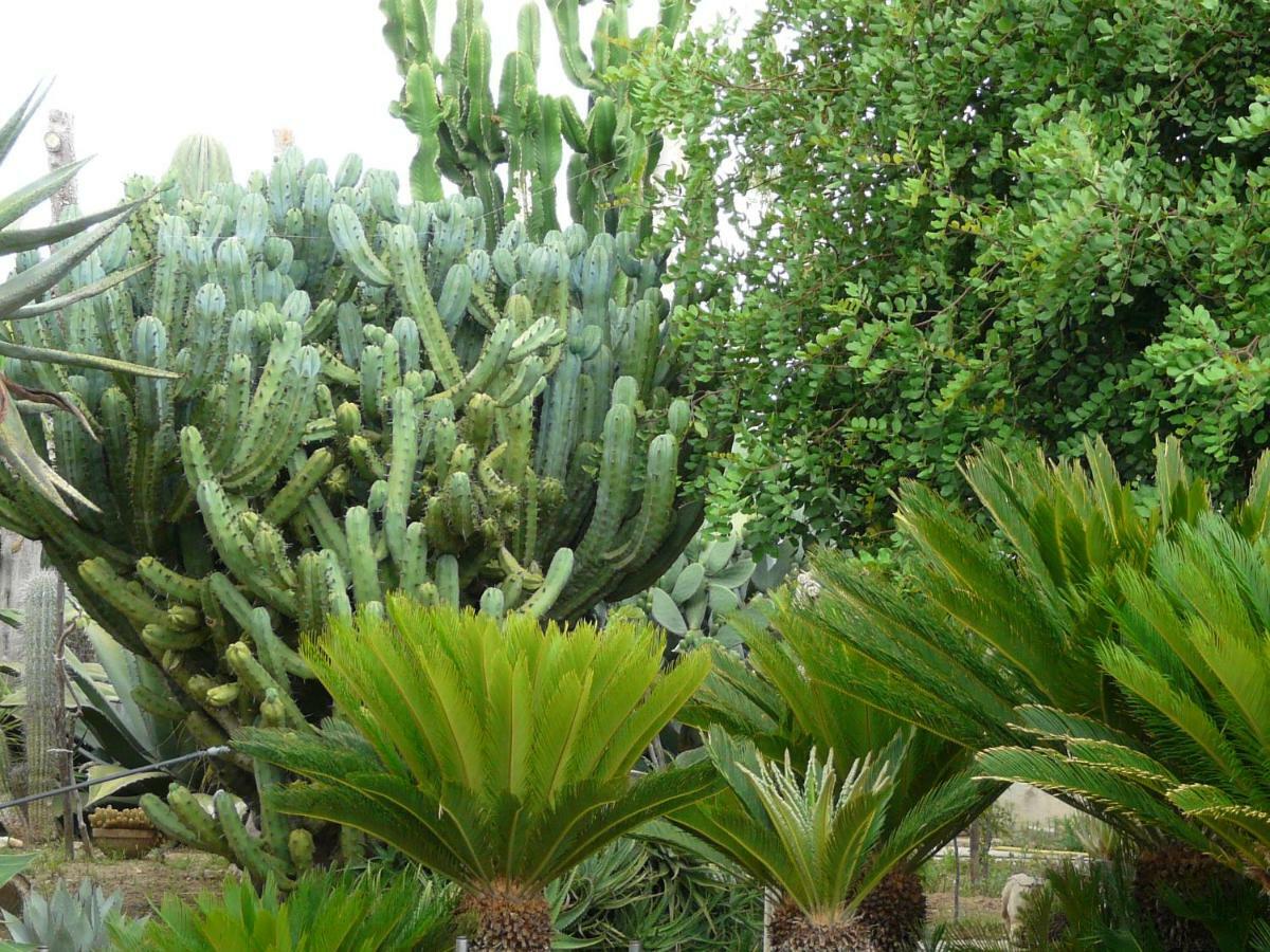 Villa Yucca Авола Экстерьер фото