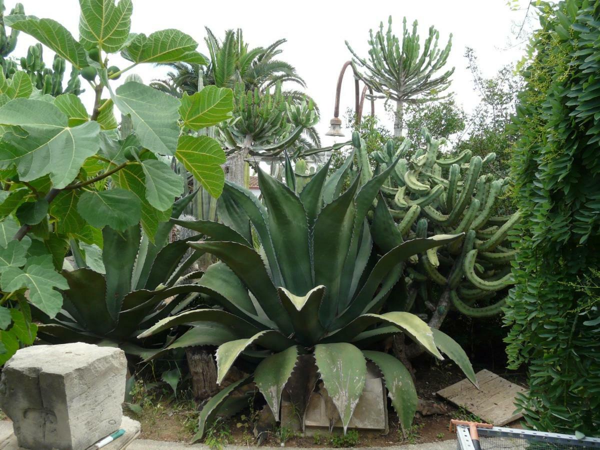 Villa Yucca Авола Экстерьер фото